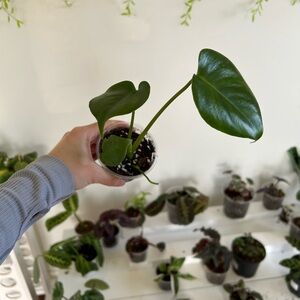 Monstera baby plant
